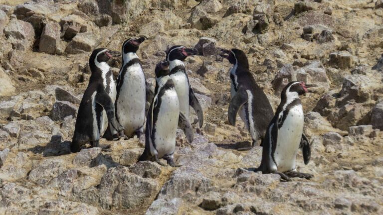 Islas Ballestas Paracas